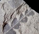 Comptonia acutiloba BRONGNIART 1828 - Bild © FossNet FossilienStore